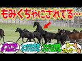 まめちん先生、あっという間に埋もれる…に対するみんなの反応！【競馬 の反応集】