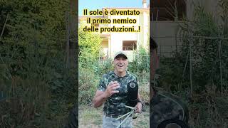 NEL VIDEO CORRELATO TROVI UNA SERIE DI INFORMAZIONI LEGATE A MEZZO SECOLO DI LAVORO SUL CAMPO 👌👋👋👋