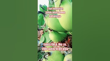 Cek sarang kutilang H-6 di pohon pisang #shorts #carisarangburung #kutilang
