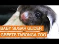 Baby Sugar Glider Greets Taronga Zoo
