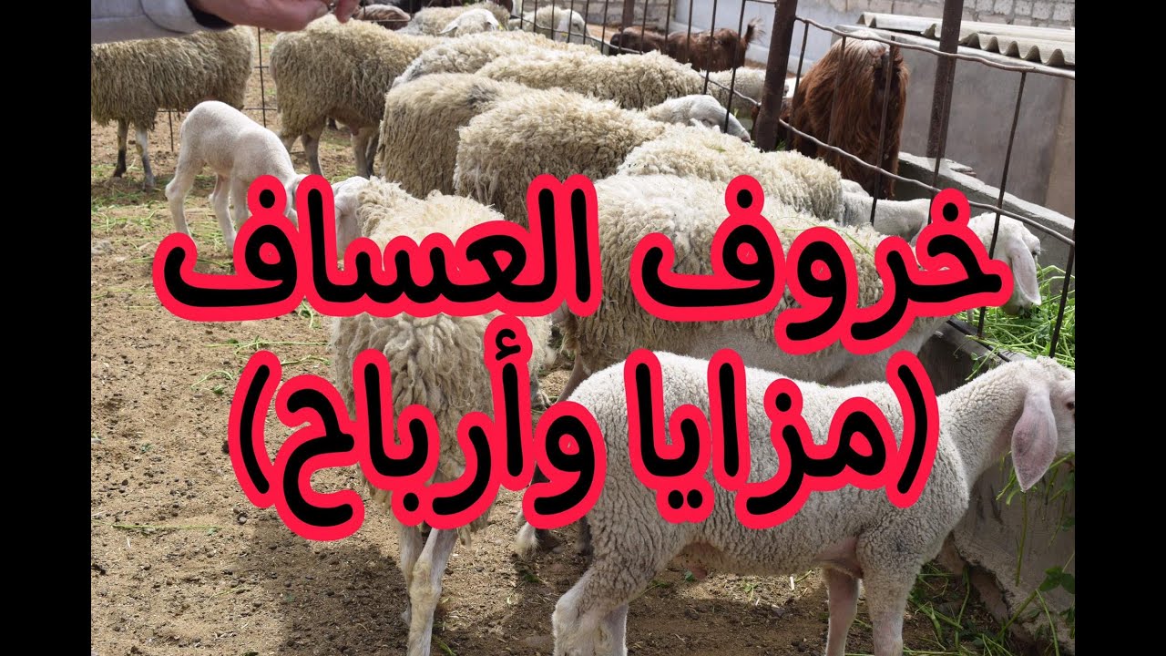 خروف العساف.. مزايا وأرباح للمربي والمستهلك
