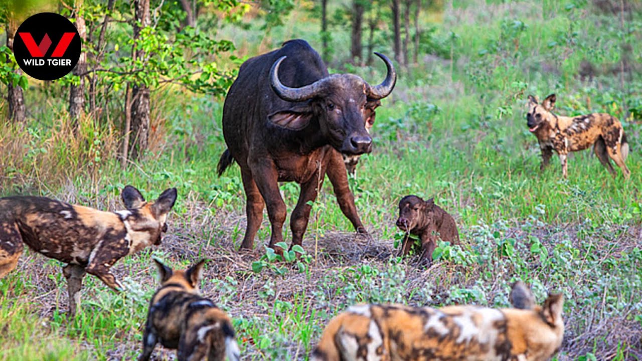 Wild Buffalo | Pack Spirit When Facing Wild Dogs | Animals Documentary