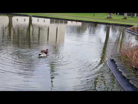 Some ducks drowning eachother