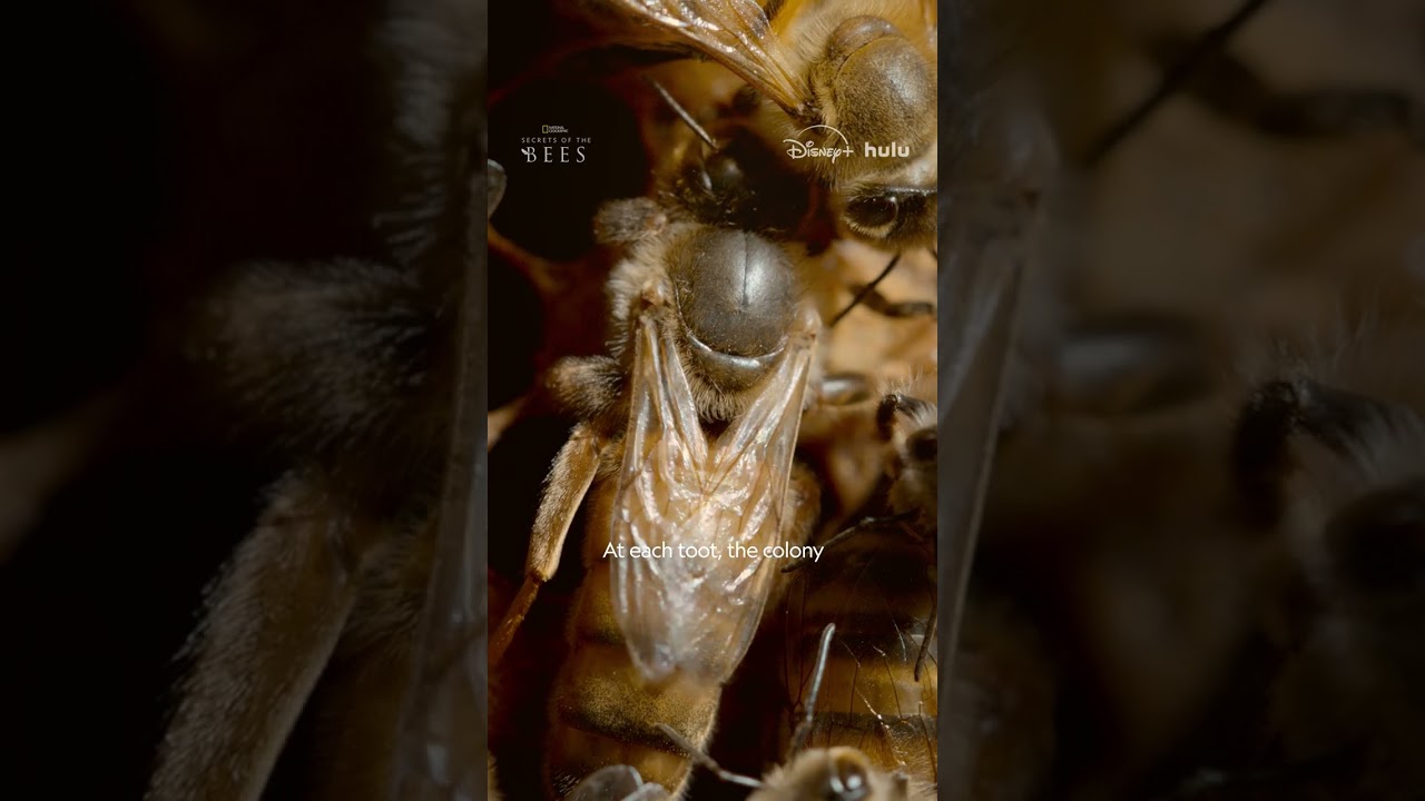 ⁣Being bee royalty is a full-time job #SecretsOfTheBees