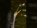 😱 Oriental Darter hunting fish #shorts #fishing