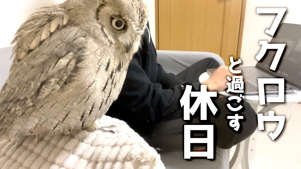 フクロウと大学生の休日〜ホームセンター編〜 - YouTube