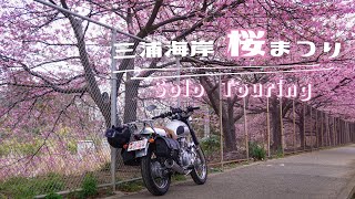 【モトブログ】ぼっちで行く、三浦海岸桜まつり ~河津桜と菜の花を求めて~ DJI Osmo Action3, Volty(ボルティー)