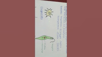 Range of thallus organization in Algae (unicellular form of thallus) #biology #algae
