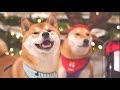 2019再见！一娃俩狗的圣诞假期Vlog|妹妹又长大啦！【柴犬Haki】Christmas Vlog