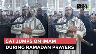 Viral: Cat Jumps On Imam During Ramadan Prayers