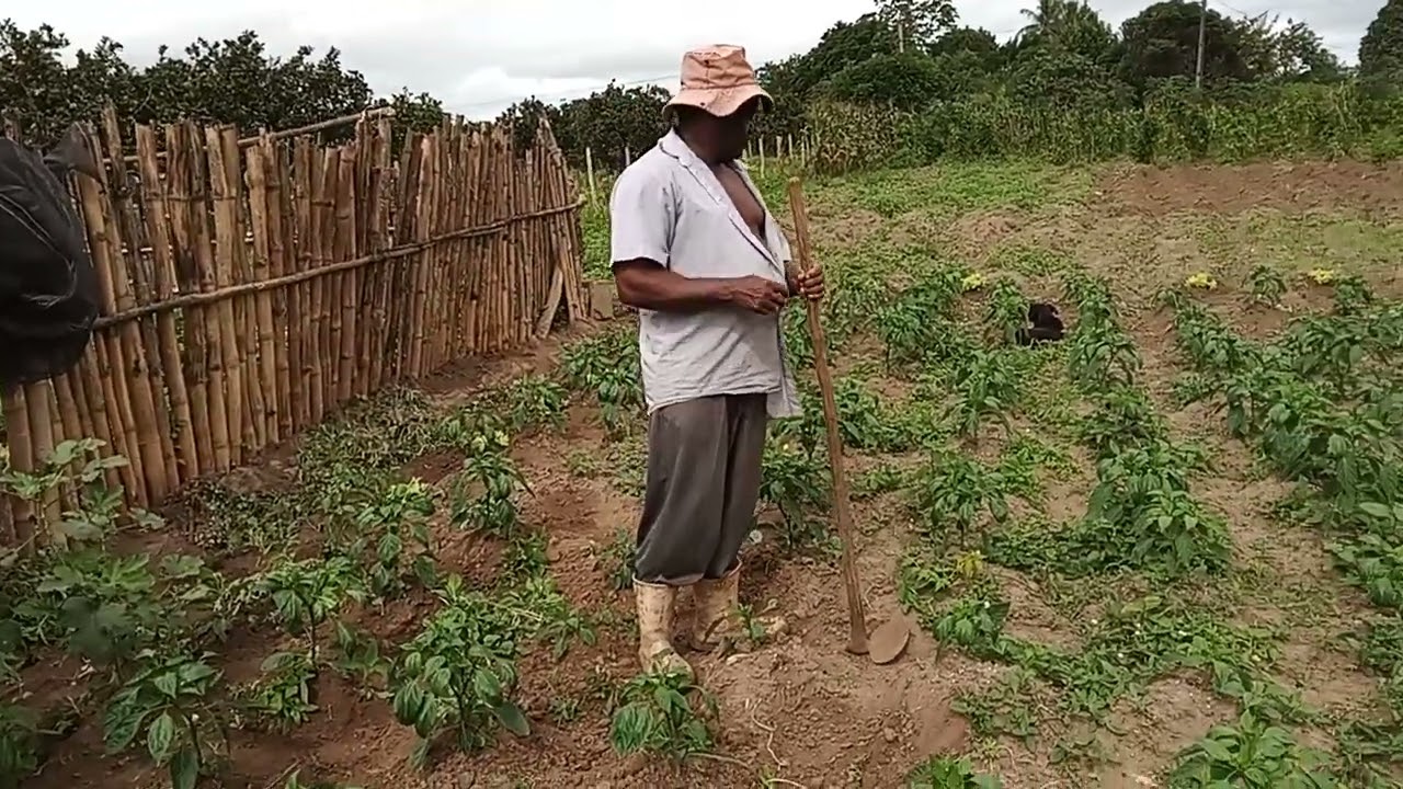 Meu plántio de pimentao 