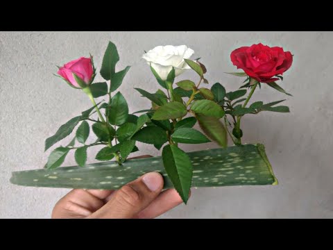 Vídeo: Poda De Roses Enfiladisses Per A L'hivern: Consells Per A Podar Roses Enfiladisses A La Tardor Per A Principiants. Com Fer Un Refugi Correctament? Com Preparar Les Roses Per A La P