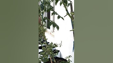 Easy way to grow cherry tomatoes in Polly bags #growtomato #homegardening #rooftopgarden