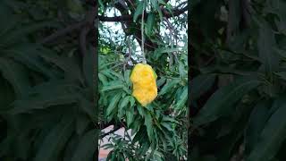 Eating Delicious Mango On Tree