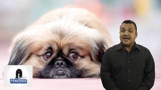 are pekingese aggressive