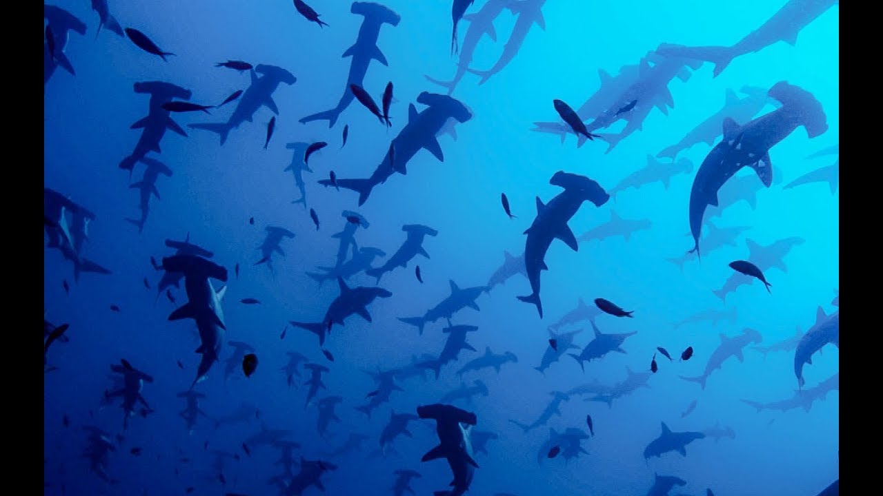 ⁣The Complex world of Hammerhead Sharks' Mating Rituals | BBC Earth