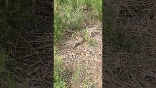 Walking in deep grass tip. #viral #shorts #wildlife #hiking #hunting #walking #travel #tips