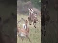 Impalas peculiar running jumps to avoid falling prey