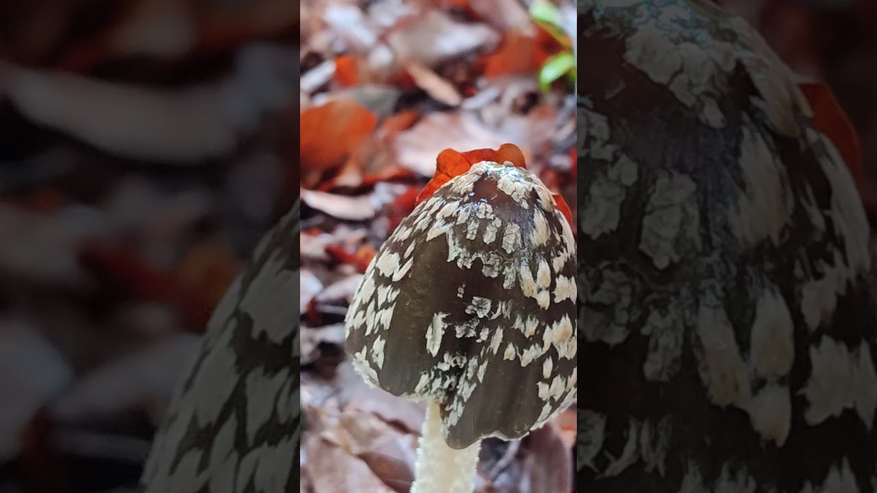 Buretele Ciocănitoarei, se găsește în zone unde solul este calcaros