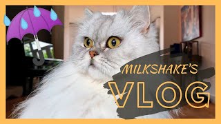 Lots Of Water | Milkshake The Cat Vlog #2