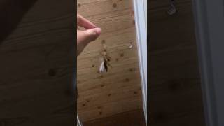 Failed slo mo of ghost mantis flying (Phyllocrania Paradoxa)