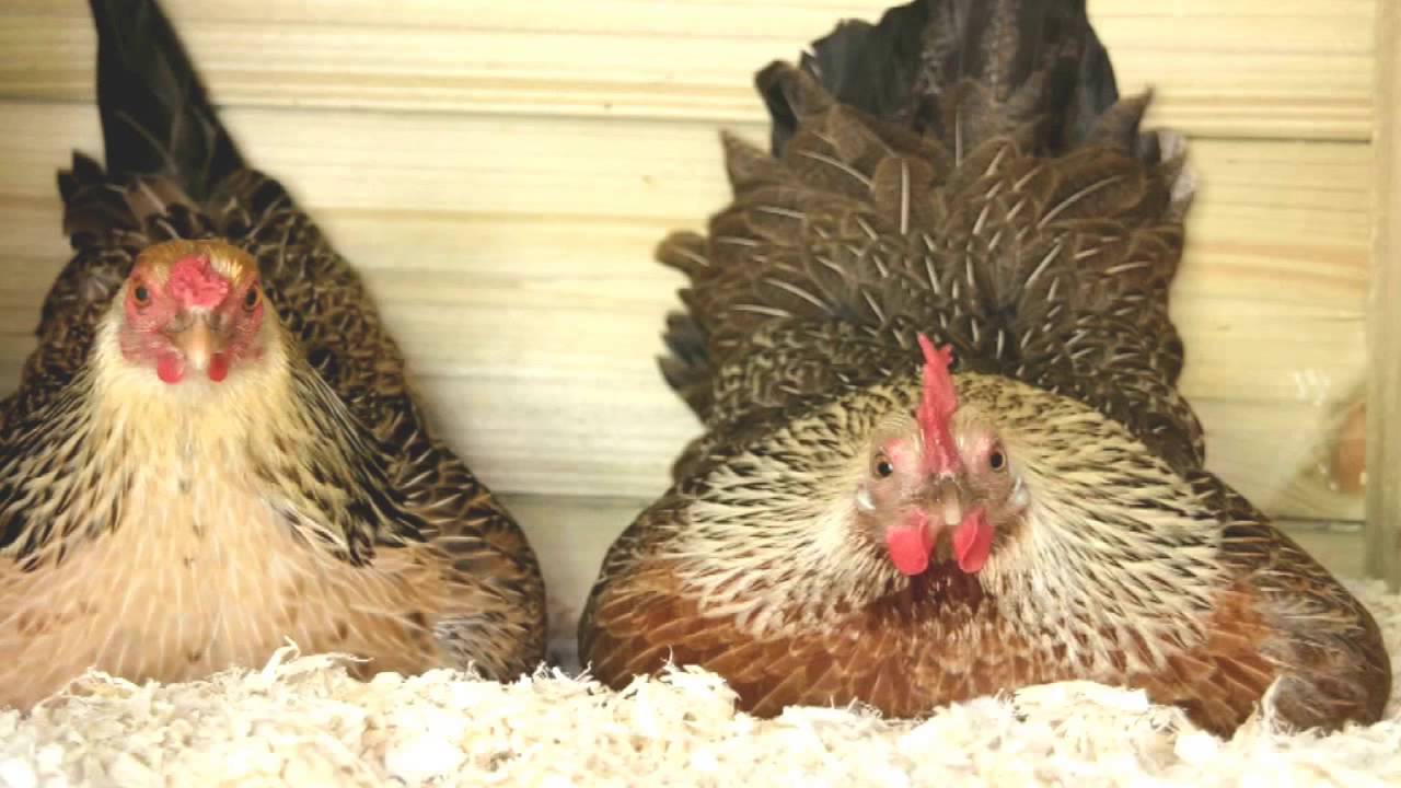 руди хурцльмайер художник. две курицы. руди хурцльмайер. важный курица. дом 2 курица.