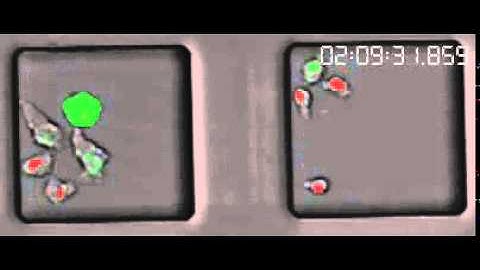 Sequential divisions of smaller or larger sized T cells - microgrid array