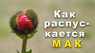 Мак боится камеру. Случайность? Time lapse.