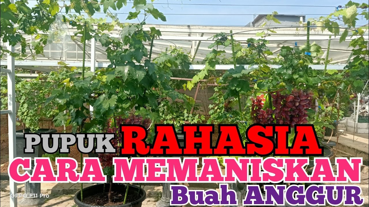 Meningkatkan RASA MANIS Pada Buah ANGGUR