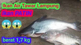 IKAN AIR TAWAR lll BABON IKAN PATIN LAMPUNG