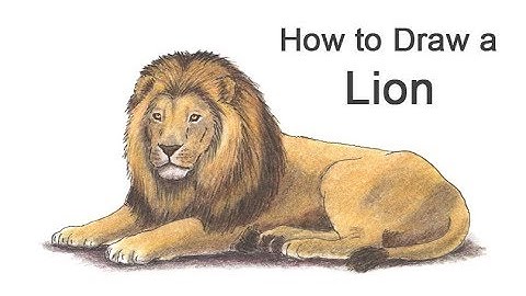 How to Draw a Lion (Color)