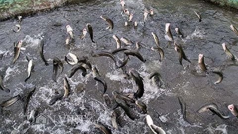 CÁ CHUỐI HOA 45 NGÀY TUỔI ĂN CỰC SUNG