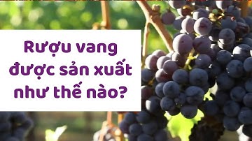 QUY TRÌNH SẢN XUẤT RƯỢU VANG Ở SIERRA FOOTHILLS, HOA KỲ CÓ GÌ THÚ VỊ