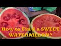 How to pick a SWEET WATERMELON?