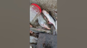 Thành quả câu cá basa, cá lăng#shorts