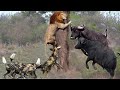 Lion vs Buffalo vs Wild dogs Real Fight - Two Bear fights each other - Amazing Wild Animals Fight