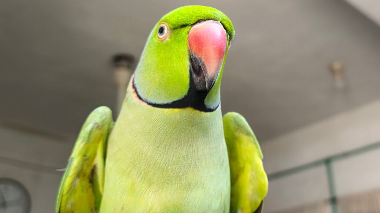 Parrot Talking Cute Mithu And Ringing -  Indian Parrot 