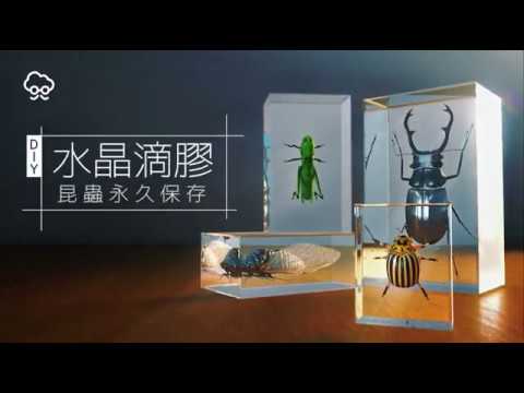 Diy大神 昆蟲粉們來看 環氧樹脂做甲蟲標本 蘋果新聞網 Youtube