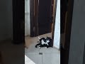 музыкальный хвостик с пятнышком Степан