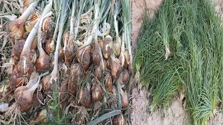 طريقة زراعة البصل من بداية زراعته حتى حصاده وتخزينه