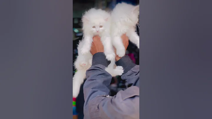 Video 11899101: cat kitten cute funny, adorable kitten