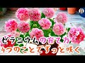 ゼラニウムの育て方，4つのポイントで満開になるしずっと咲く、特殊の匂いが虫も蚊も来ない｜花子