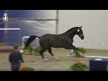 KWPN approved stallion Taminiau (Glock's Toto Jr. x Sandro Hit) (3Jan2019-1)