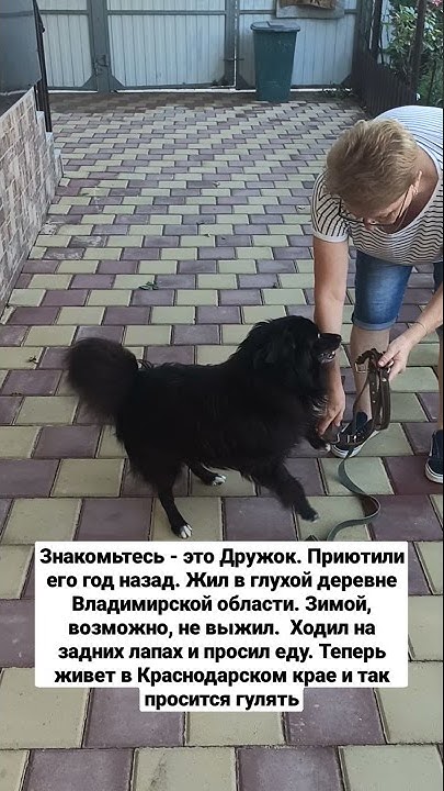 #весёлая собачка -Дружок - YouTube