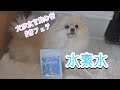 【水素水】犬と猫が水を飲む音