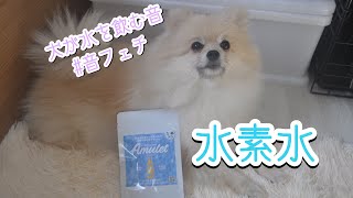 【水素水】犬と猫が水を飲む音