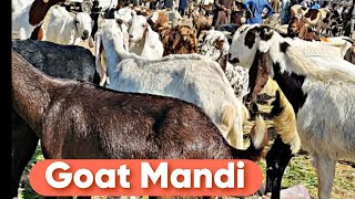 GOAT MANDI / MANDRA MANDI GOAT MARKET