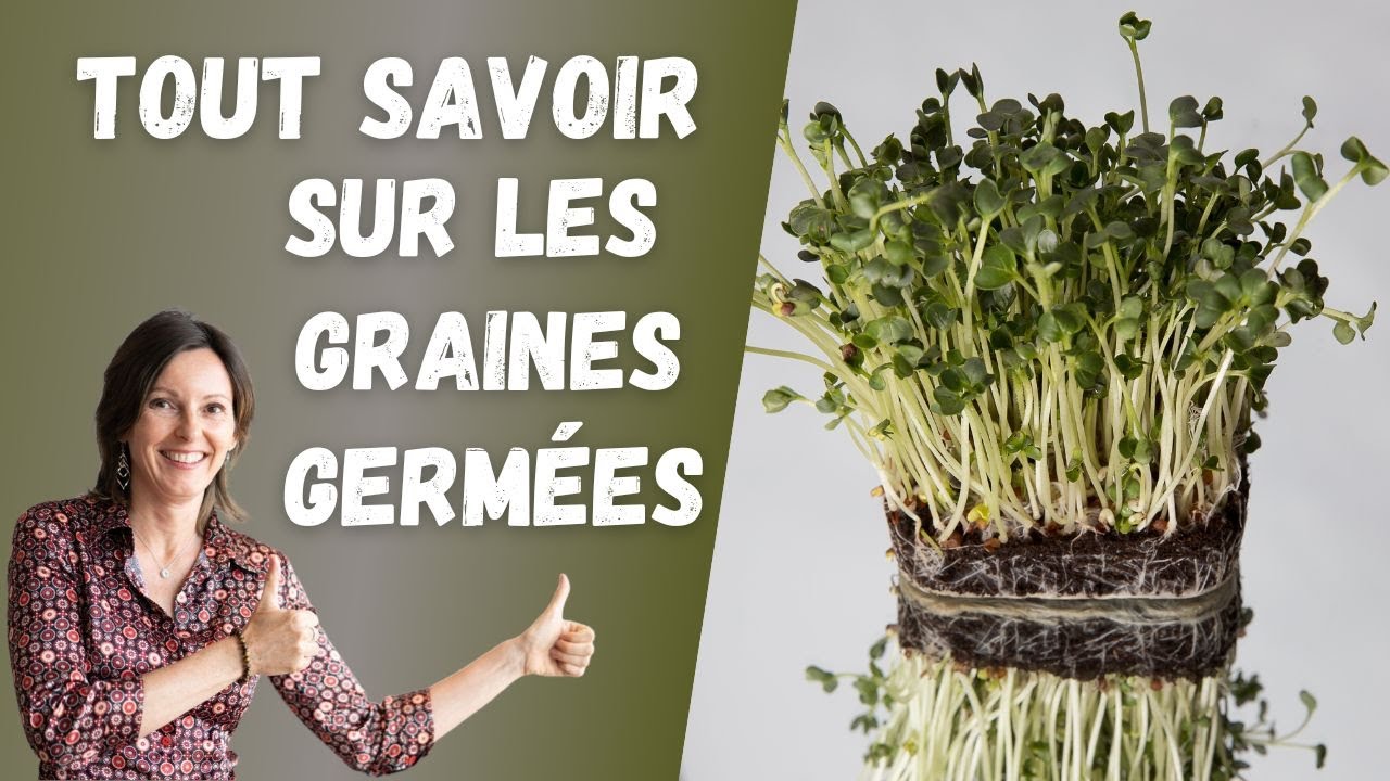 Tout savoir sur les graines germées
