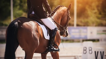 Instagram || Equestrian Music Video