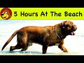 Dog tv for dogs to watch for relaxation   calm your dog with relaxing music